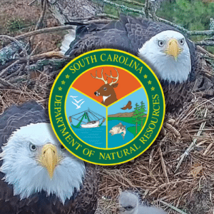 Two adult bald eagles and two chicks huddle in a nest made of twigs and dry grass. A dead fish lies in the nest to the right. Features logo for SCDNR in the center.